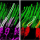 Special nanoparticles (shown in white) clinging to rods (left) and cones (right) in the photoreceptors of mice.
